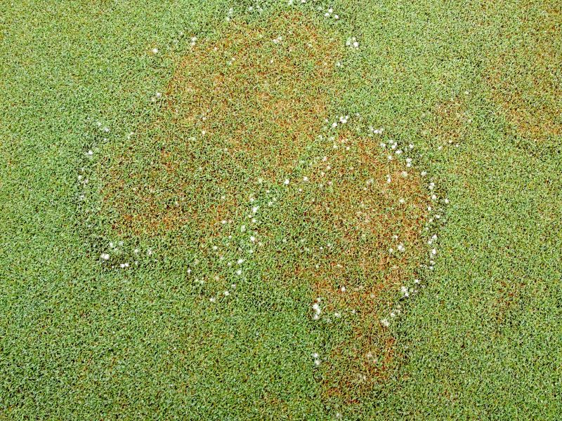 Photo 4 brown patch_Ruying Wang web.jpg